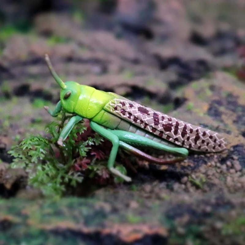 

Simulation Solid Static Animal Model Ornaments Realistic Locust/Stick Insect Toy