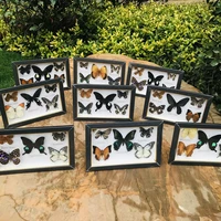 1 set of butterfly specimen photo frame 5pcs butterfly specimen crafts gifts home decoration ornaments home decorations