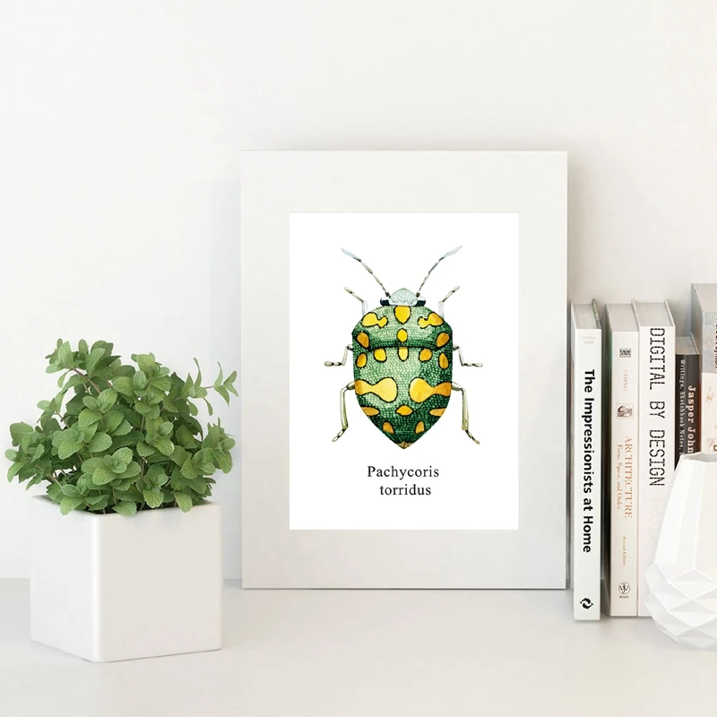 

Watercolor Beetle Illustration Prints Coleoptera Insects Posters Home Room Wall Art Decor Educational Canvas Painting Picture