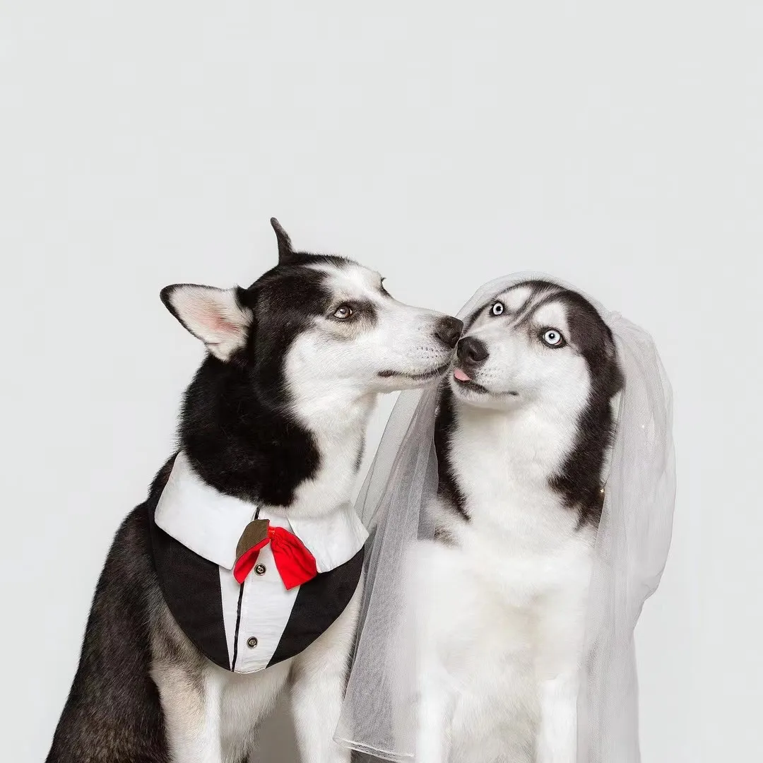 

Marb0cyl P-5/20/80mg Tablets For Cat/Dog