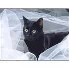 GATYZTORY 5D алмазная живопись черная кошка Летающая вышивка крестиком животные мозаика вышивка полный набор Стразы картины украшение для дома