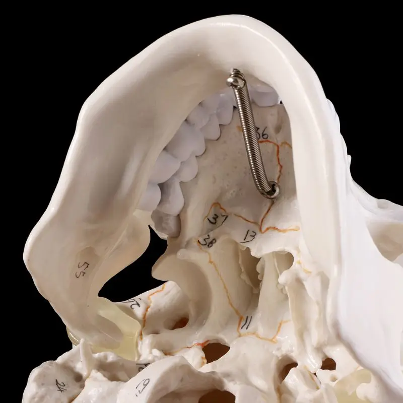 

Модель человеческого черепа в натуральную величину, анатомическая анатомия, медицинская обучающая голова скелета, Обучающие принадлежнос...