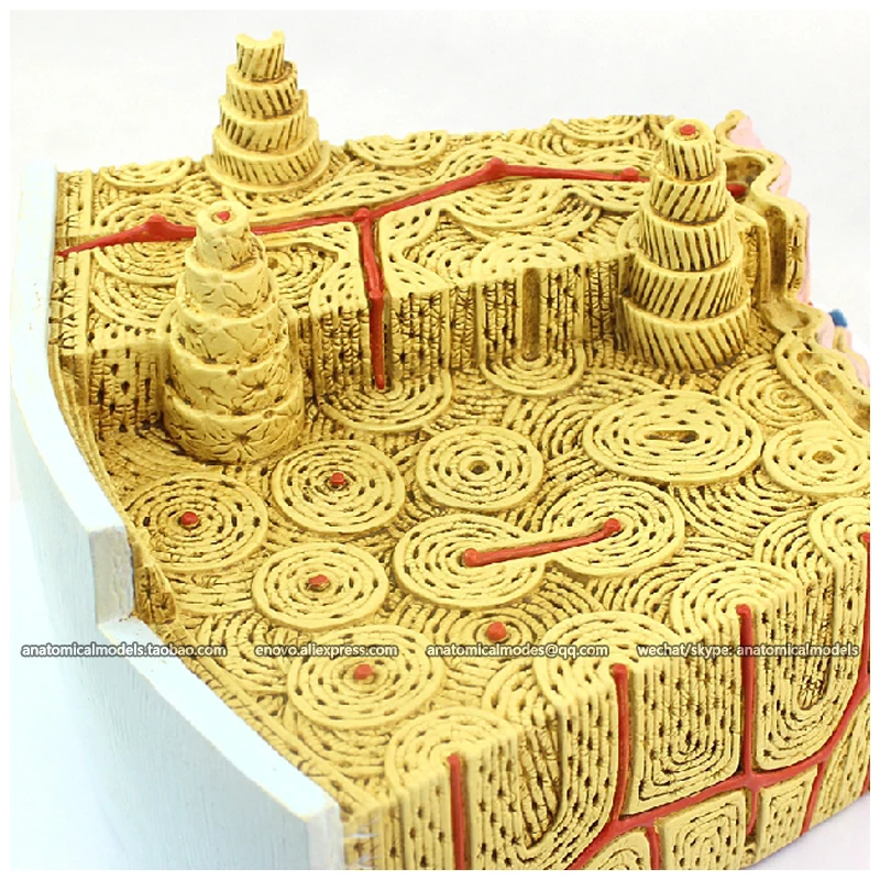 

12356 / Microscopic Anatomical Bone Marrow Structure Model, Medical Science Educational Teaching Anatomical Models