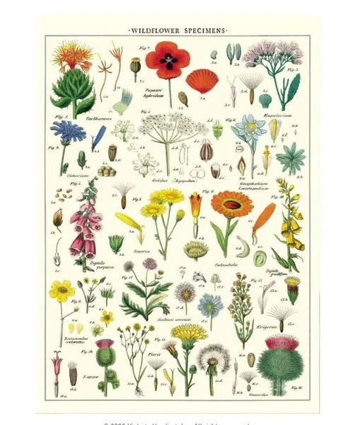 

Wildflowers Species Chart Vintage Style Poster Metal Tin Sign for Wall Office School Decor