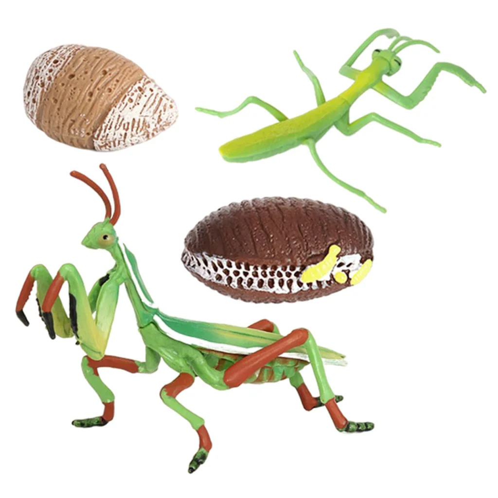 Ciclo de vida de un Montessori, 4 partes, proceso de crecimiento de insectos, aprendizaje educativo-4