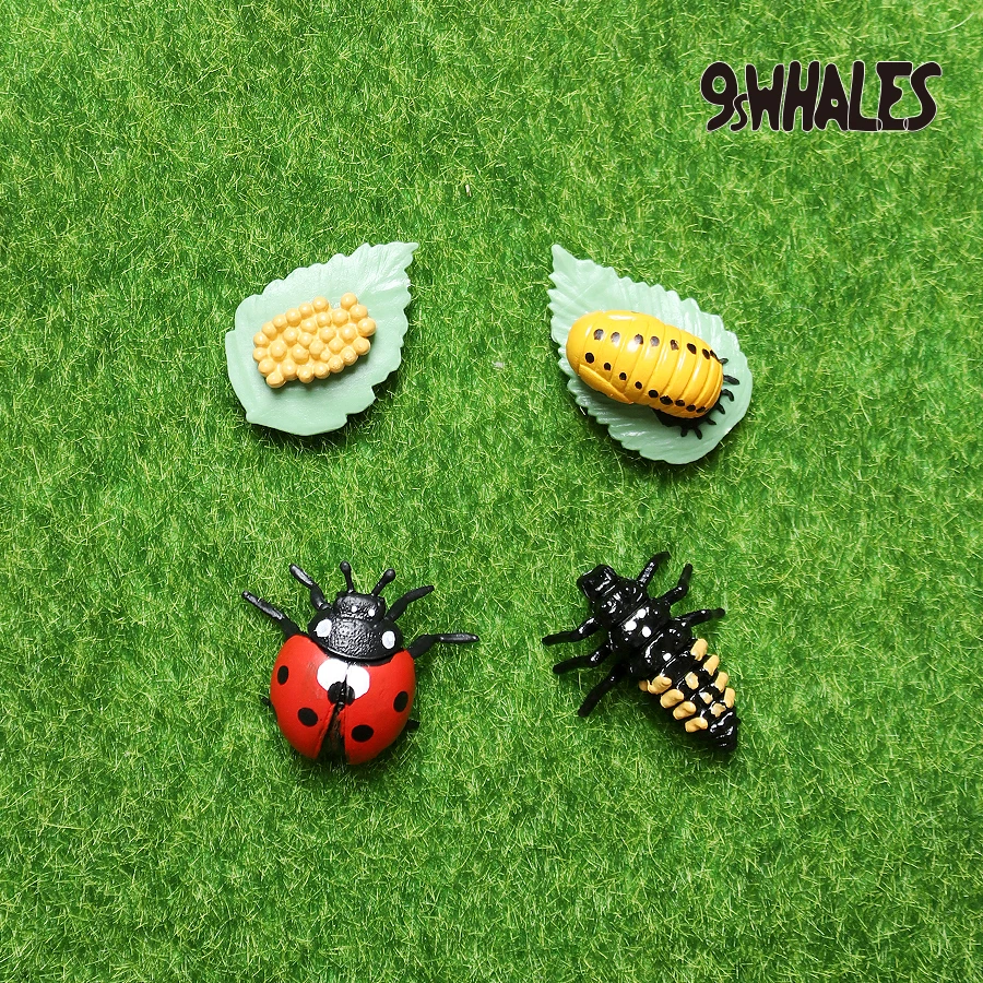 

Damp Conditions Children Adult Educational Toy Ladybird PVC Snail Growth Cycle Model Toy Popularization Of Science Decoration