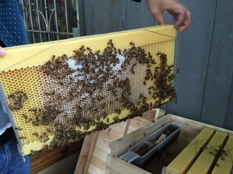 Высококачественное деревянное пчелиное гнездо для насекомых домик инструменты