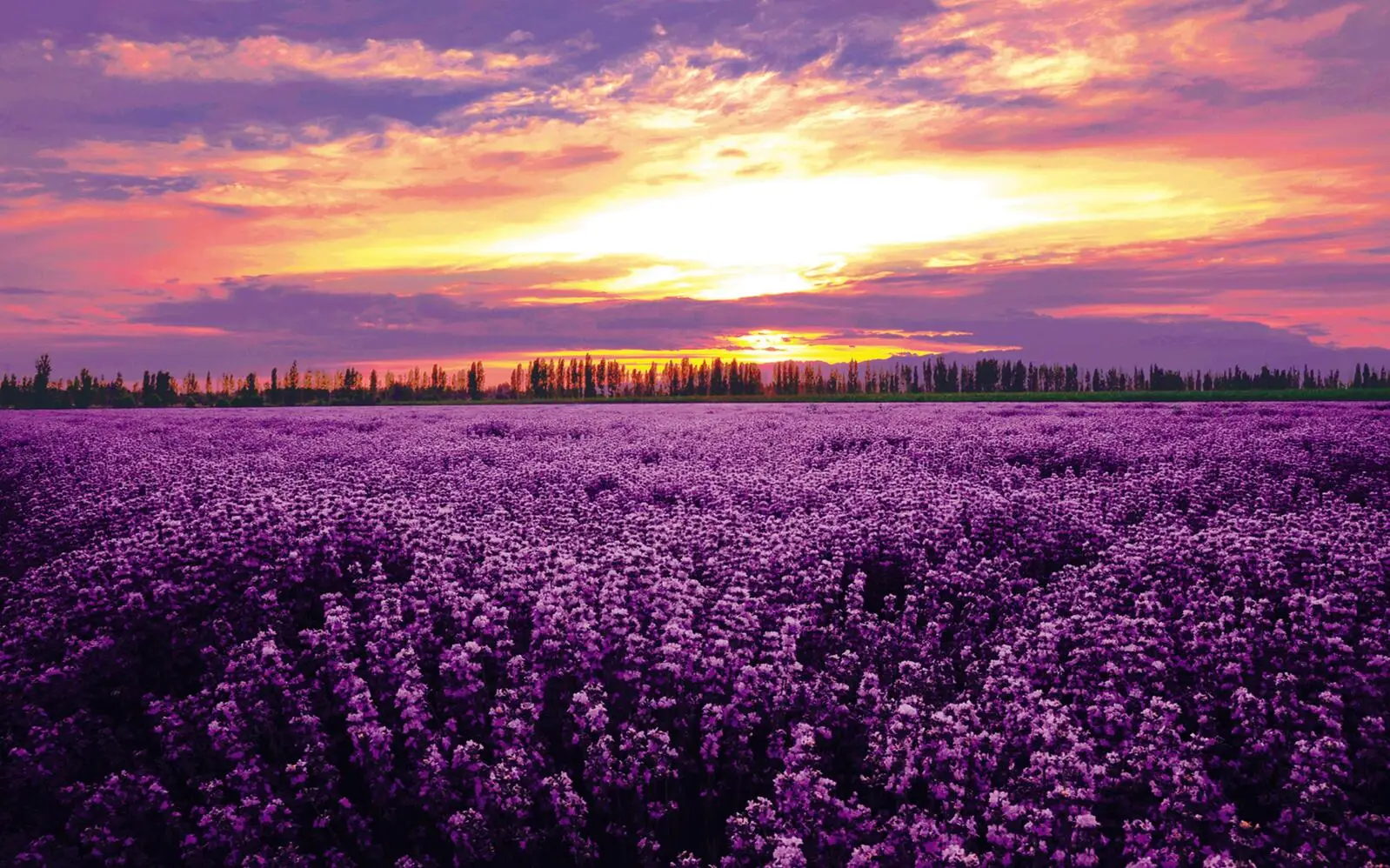 Обои beibehang под заказ современные HD романтические с лавандой цветами морем 3D