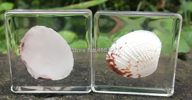 

1piece Conch Hermit Crab Specimen In Clear Resin Educational Explore Instrument School Biological Teaching Supplies 38x38x14MM