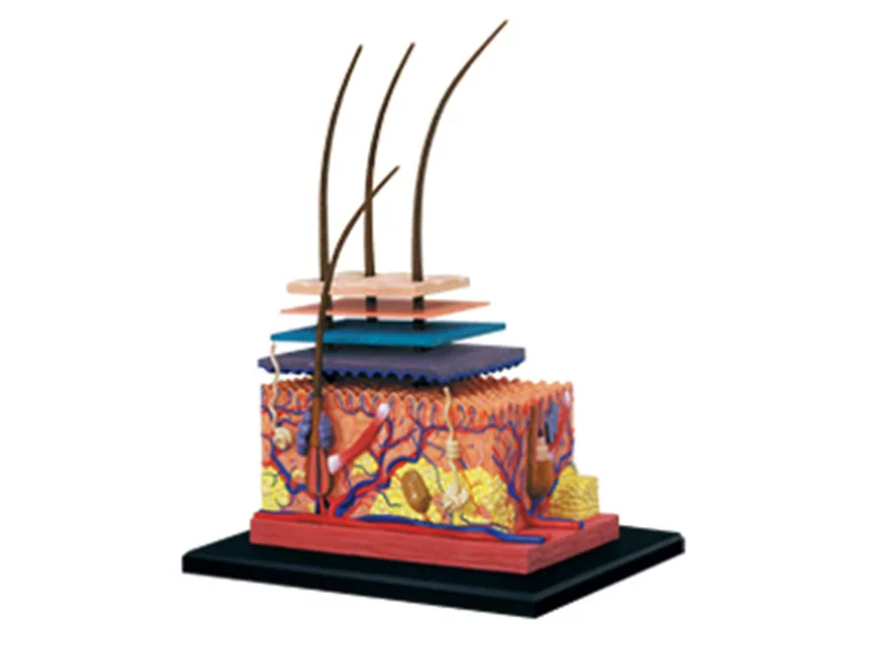 4D человеческая кожа и волосы сборка органов головоломка игрушки медицинское