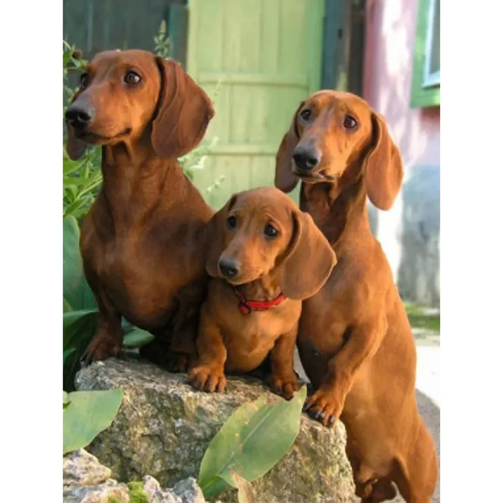 

Животное собака Сделай Сам 11CT Вышивка крестом наборы набор поделок из хлопковых нитей с напечатаным холстом украшения дома; Прямая поставк...