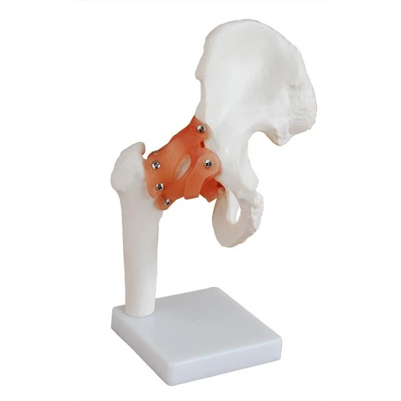 

Hip Joint Model (naturally Large) Human Anatomy Nerv Anatomical Model