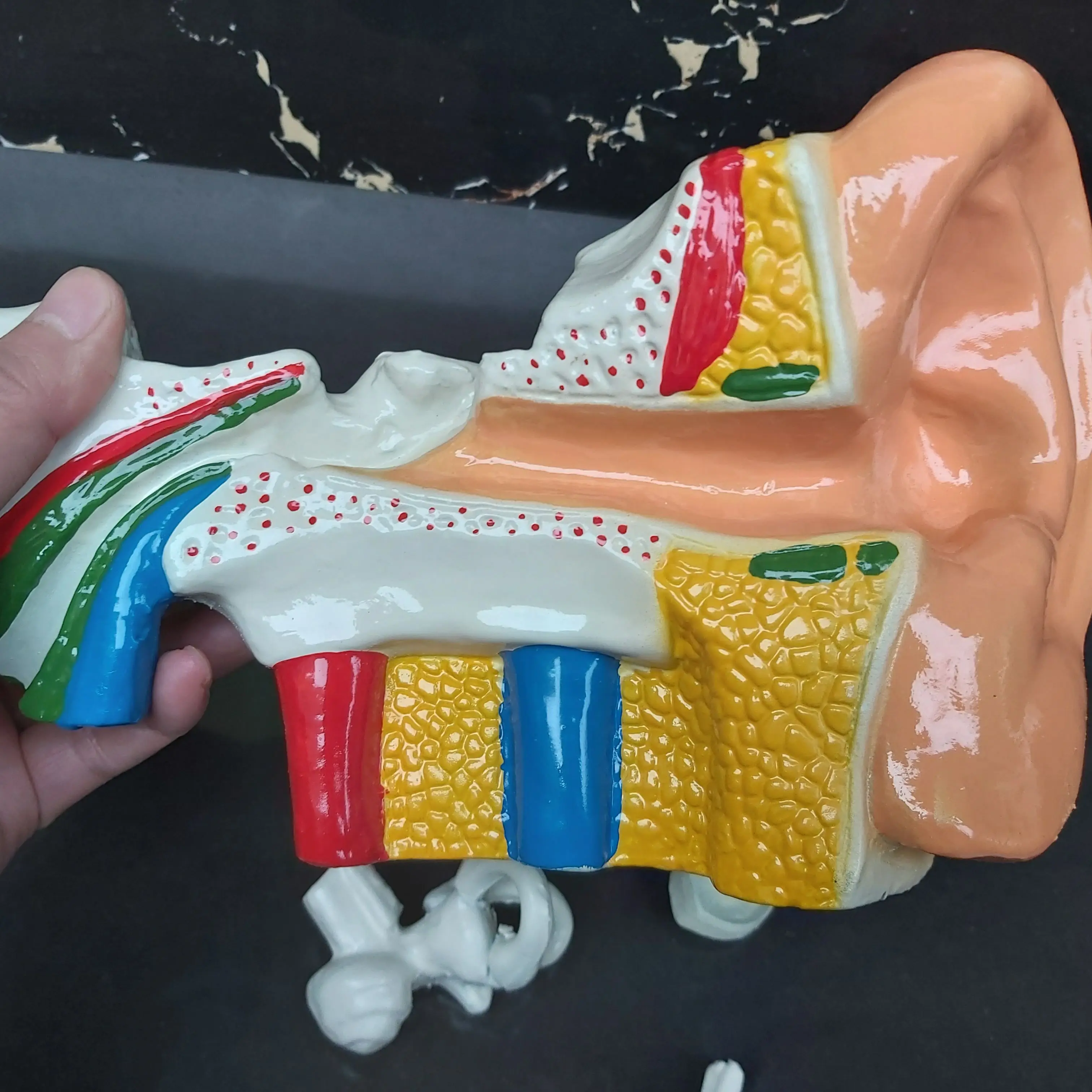 6:1 медицинская модель натурального размера желудочно кишечная винтажная
