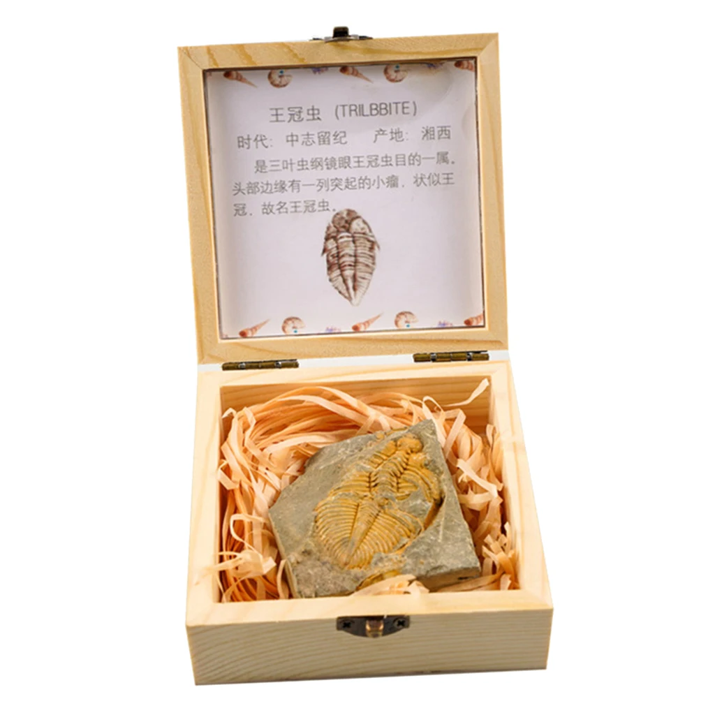 Trilobite Fossil коллекция для детей образовательные игрушки для раннего развития науки и природы игрушки