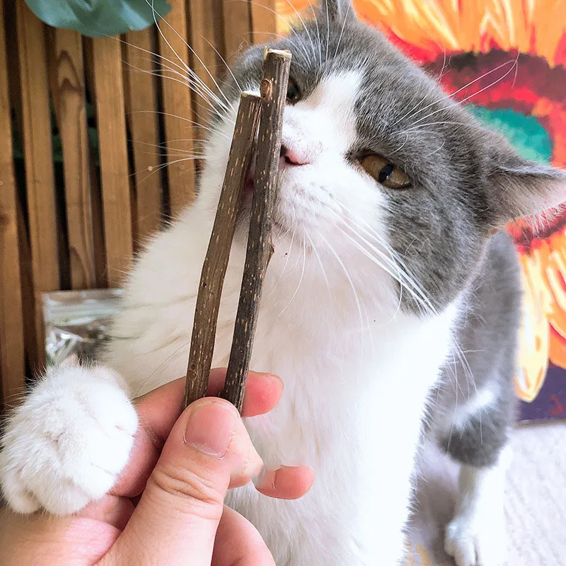 

Natural Catnip Pet Cat Molar Toothpaste Stick Matatabi Actinidia Fruit Silvervine Cat Snacks Sticks Cleaning Teeth Pet Product