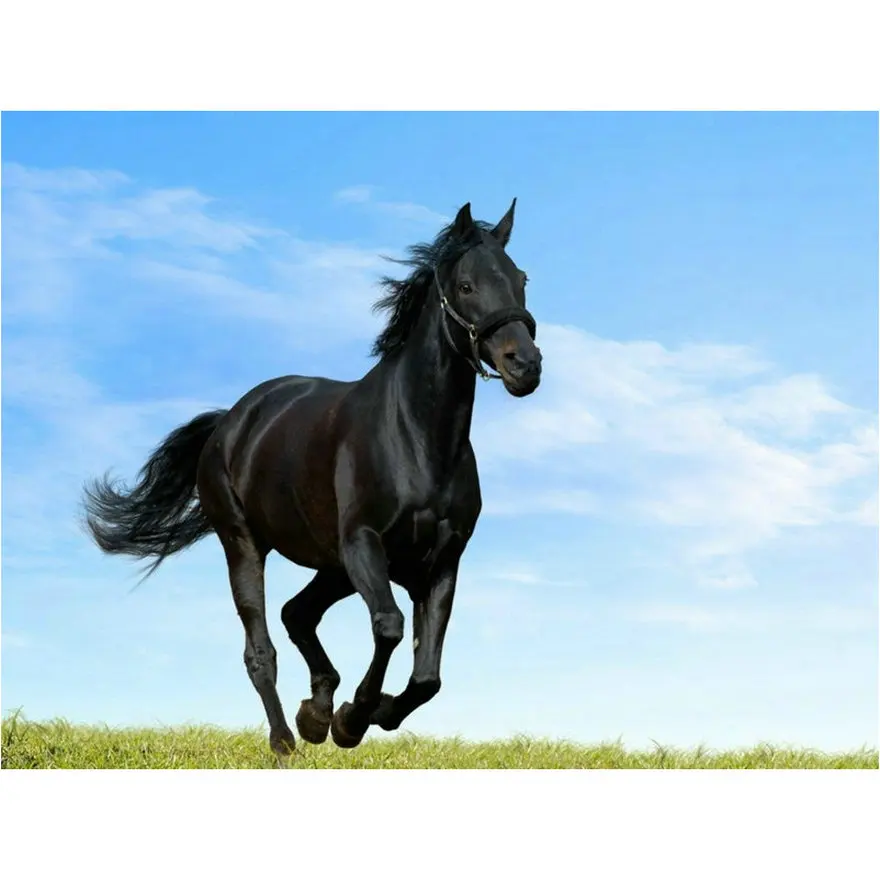 Алмазная живопись 5d сделай сам с изображением черной лошади|Алмазная мозаика и