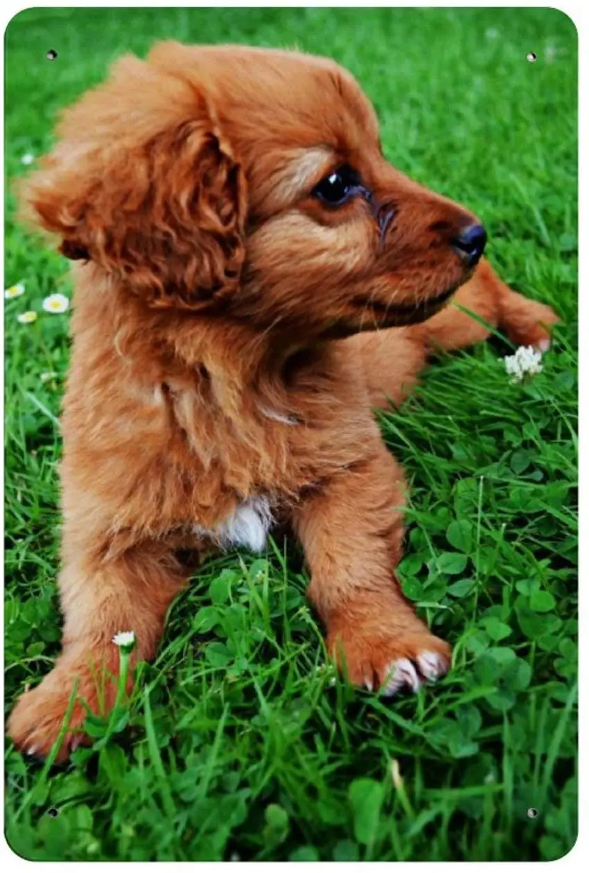 

Viohik Vintage Tin Sign Country Home Decor Animal, Dog, Puppy, Cute Wall Hanging Painting Picture Art for Bedroom Living Room