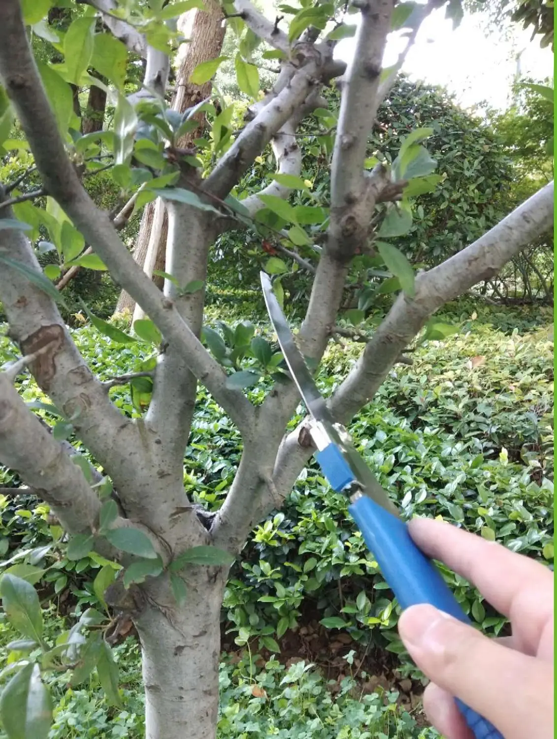 Портативная садовая Складная мини-пила для обрезки домашняя Садовая пила