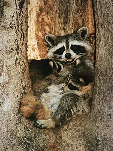 

Tin Sign Raccoon with Baby¡¯S in Tree Farm Cafe Bar Wall Decoration Metal Sign 8x12 Home Art