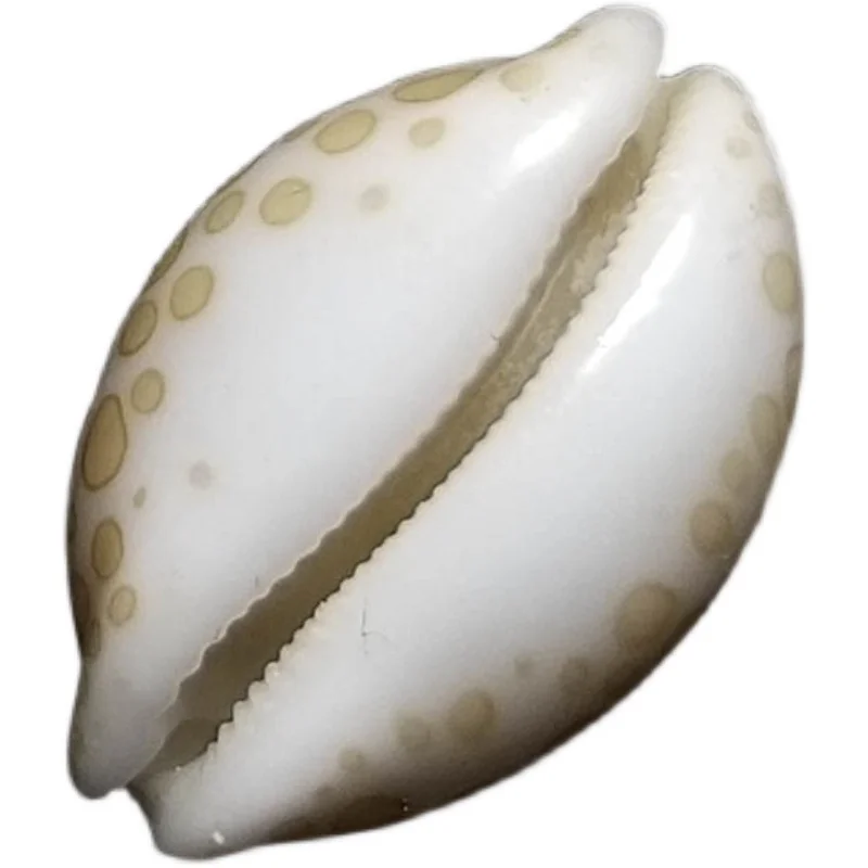 

1.58cm Maria Baoluo Natural Rare Conch Collection Home Decoration