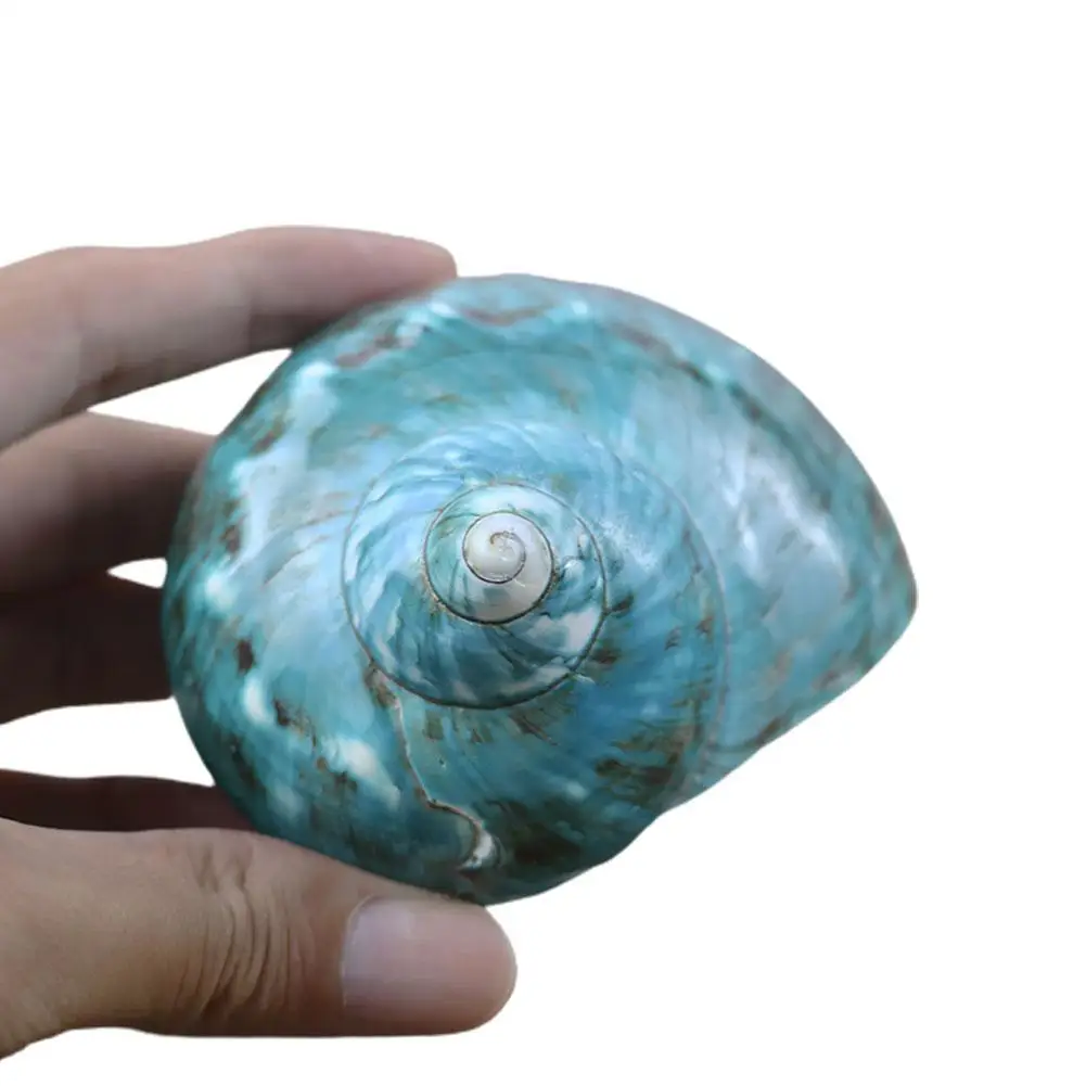 

Polished Turban Shells Turbo Seashells Original Natural Large Green Coral Sea Snail Home Fish Tank Decorations crafts DIY