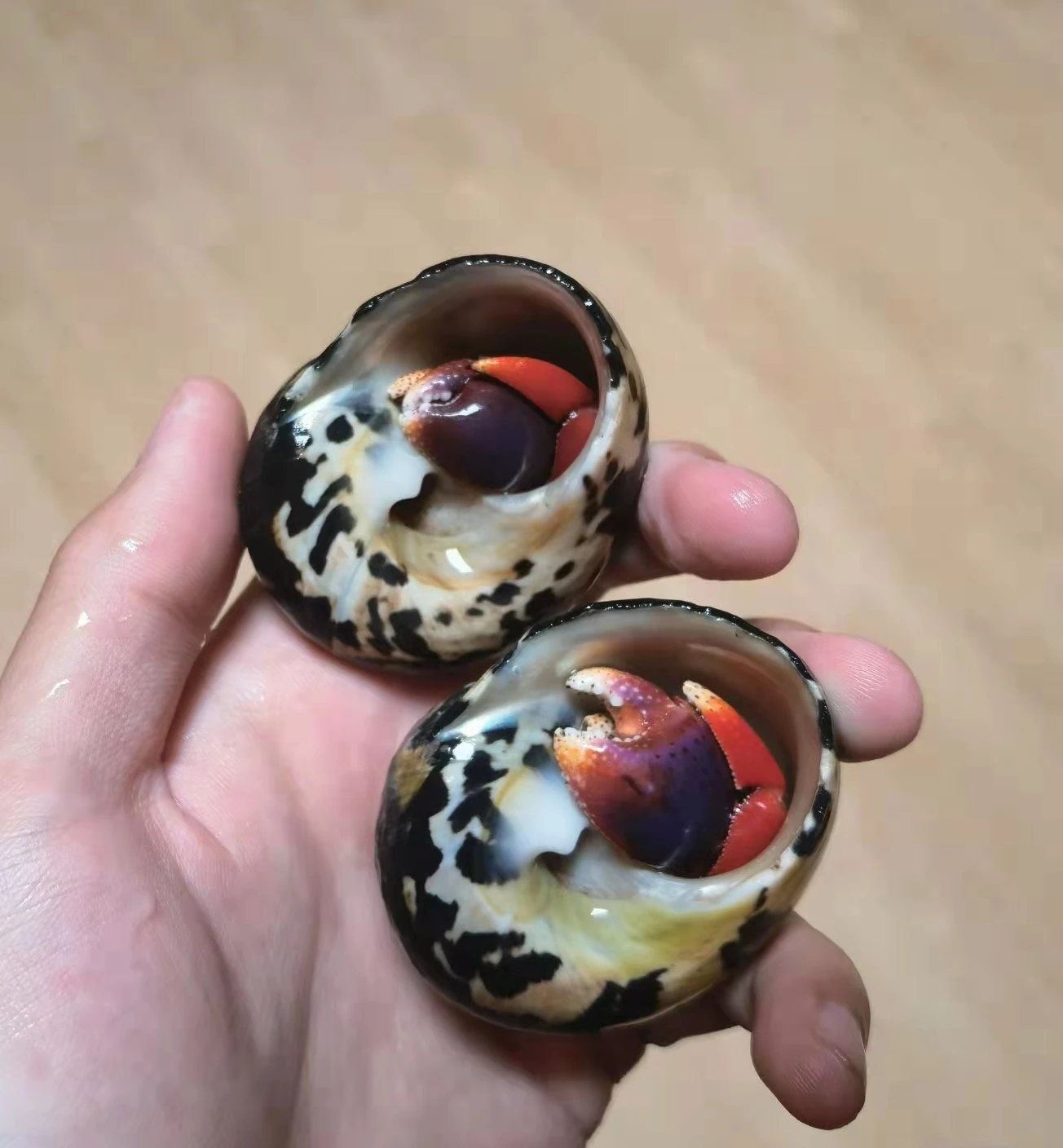 

Сменная раковина Hermit в виде краба, натуральная раковина, раковина, коллекция морских звезд