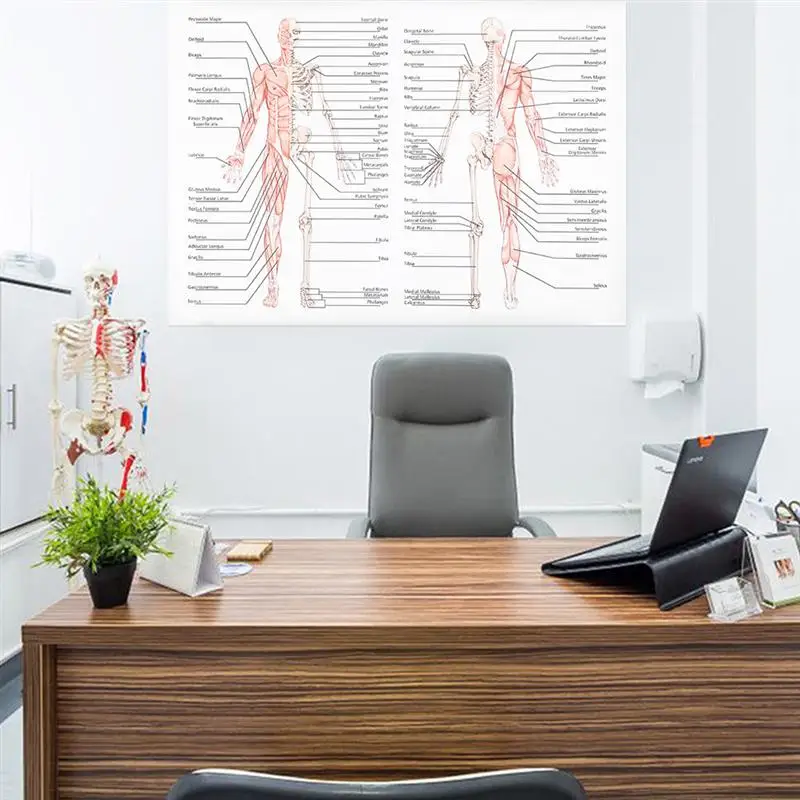 

2pcs Human Dissection Poster Musculoskeletal Picture Science Anatomy Poster