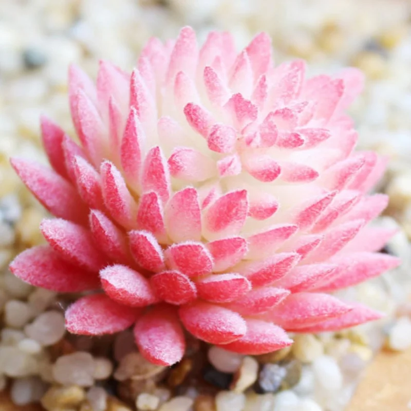 Искусственные реалистичные суккуленты цветок украшение для дома садовое