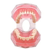 dental teeth model for studying teaching education normal adult tooth model oral dentistry
