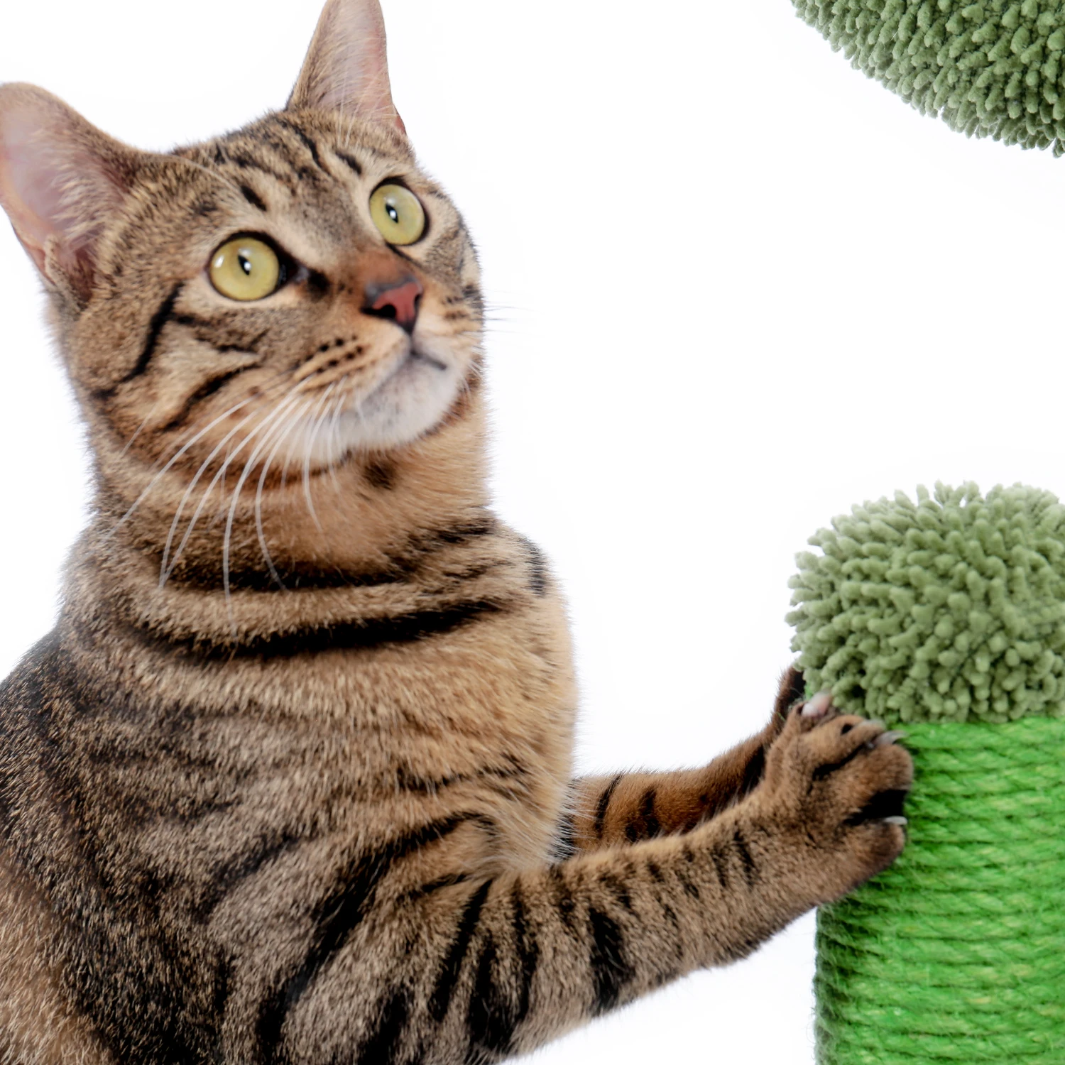 Local Domestic Delivery Cat Climbing Frame Scratching Post Tree Scratcher Furniture Gym House Toy Jumping Training | Дом и сад