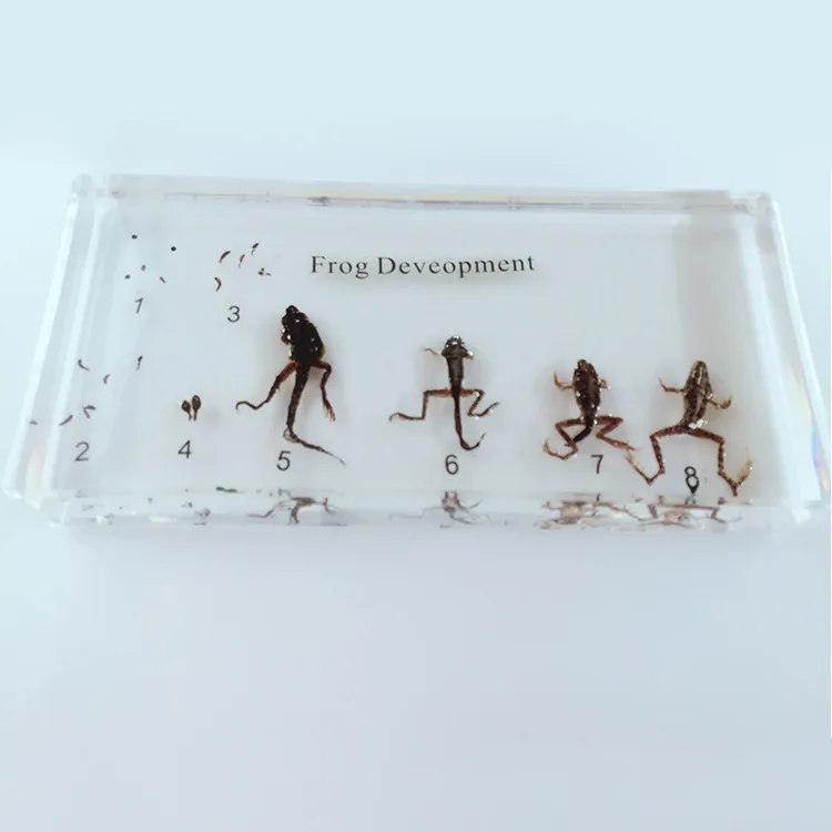 Реальные модели развития Tadpole Frog образец модель история роста животных образцы