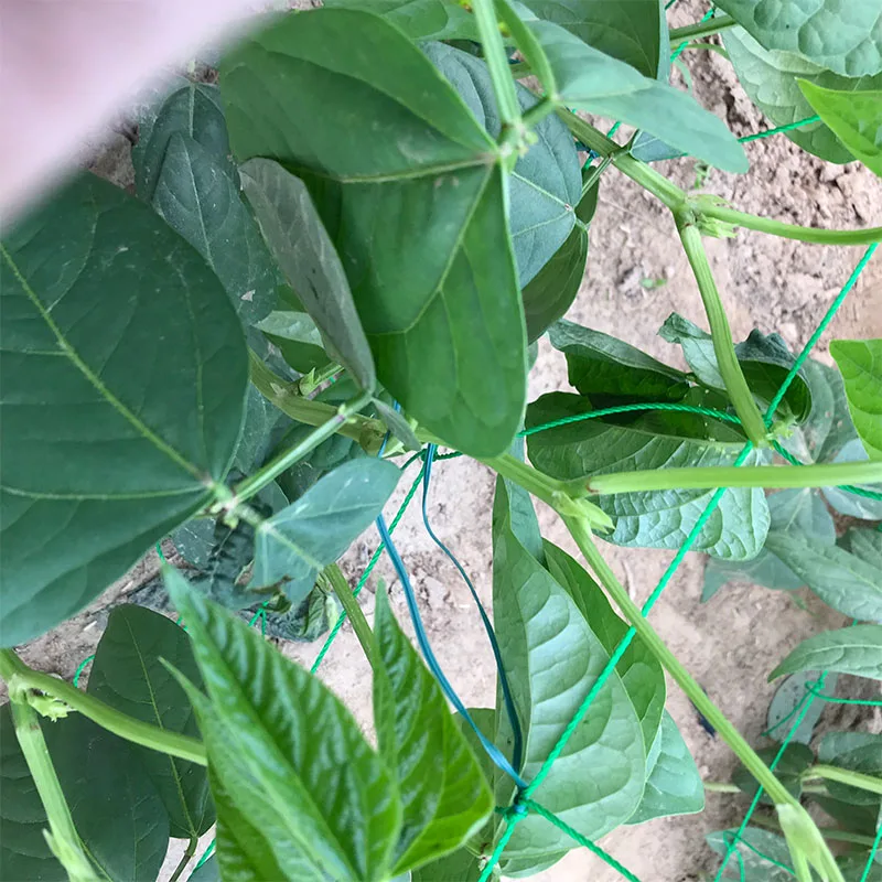 Закручивающаяся стяжка для садовых растений 164 футов (50 м) прочная многоразовая