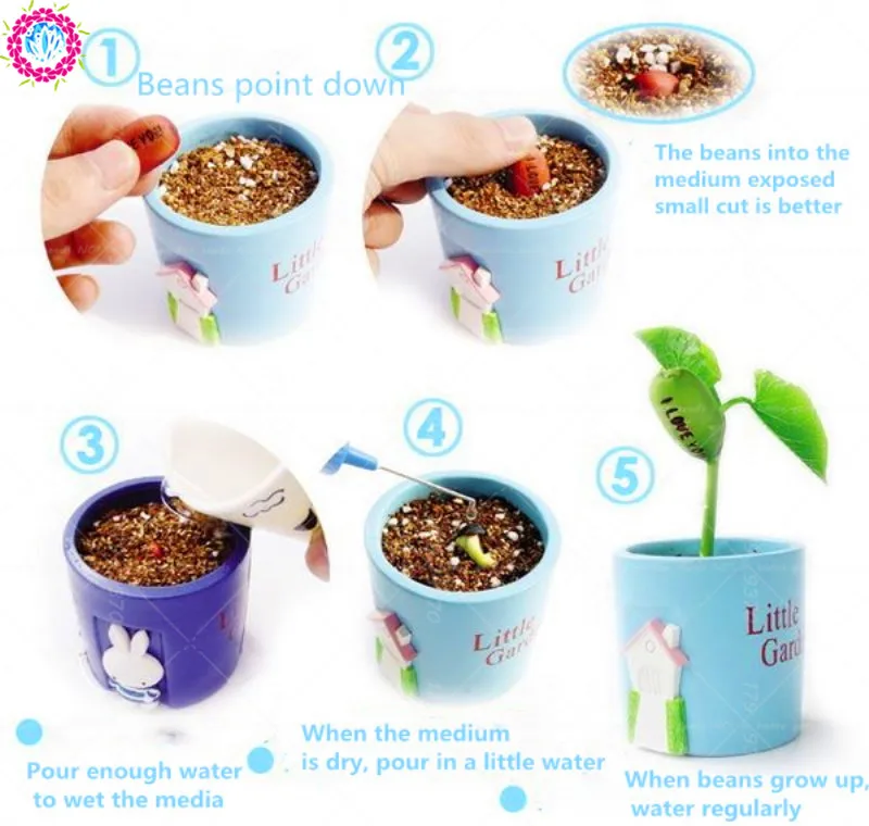 5 шт./пакет артефакт волшебные бобы зеленые горшечные| |