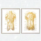 Постер с человеческой анатомией физической терапии, Художественная печать, картина на теле, медицинское образование, украшение для дома, рисование, холст, Декор без рамки