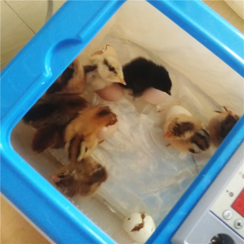 

Eggs Electronic Digital Incubator Hatcher Automatic Incubation Chicken Duck And Goose Incubator 12V/220V WJ506