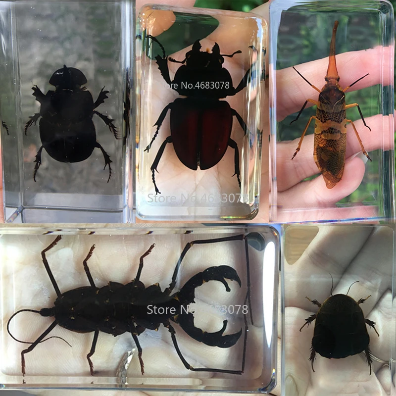 

1piece Dung Beetle Specimen Scorpion In Clear Resin Educational Explore Instrument School Biology Teaching Supplies 73x41x20MM