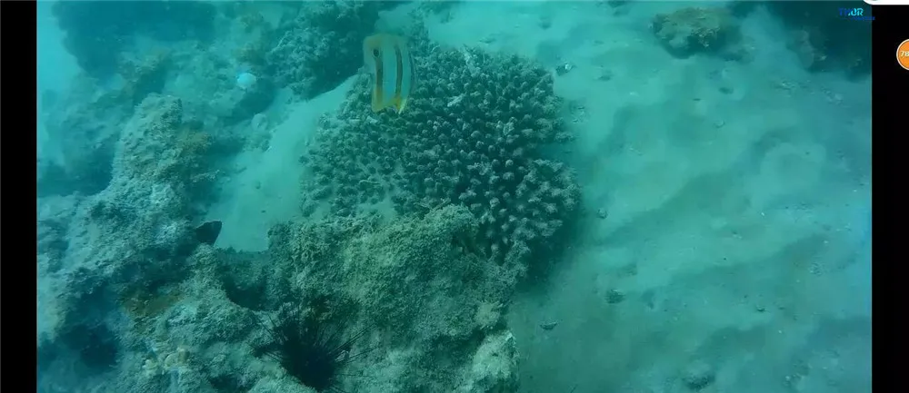 ThorRobotics подводный Дрон камера дроны Trenchrover110 ROV подводный робот фотография
