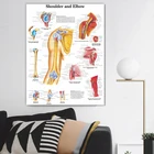 Назад в школу плечи и локти анатомические плакаты Анатомия холст печать настенные картины медицинское образование офис