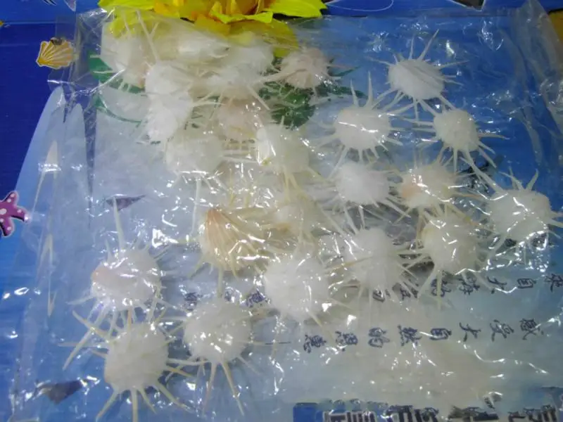 

Rare white sea daisy, natural conch shell wholesale, specimens