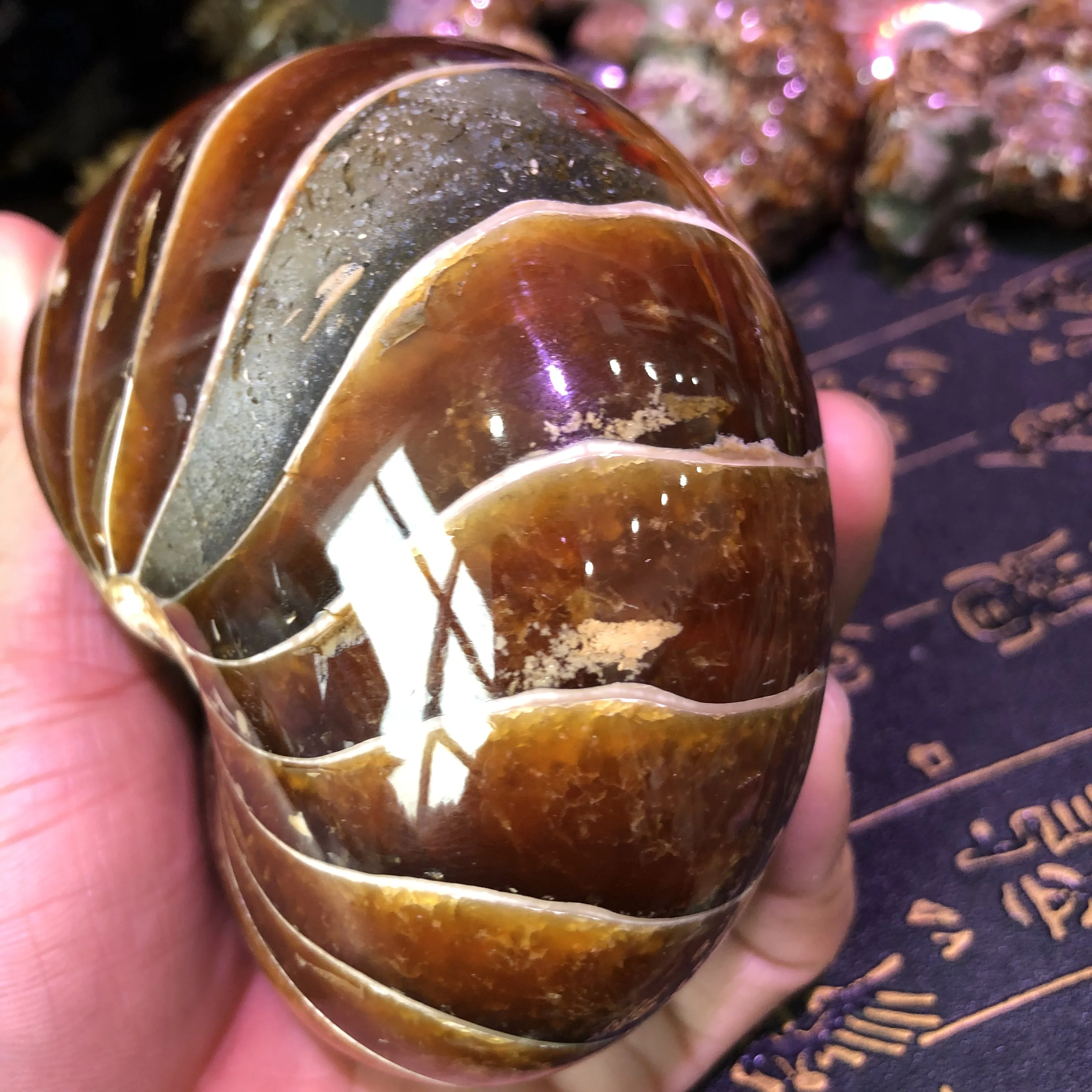 

Natural parrot snail fossils perfect jade household