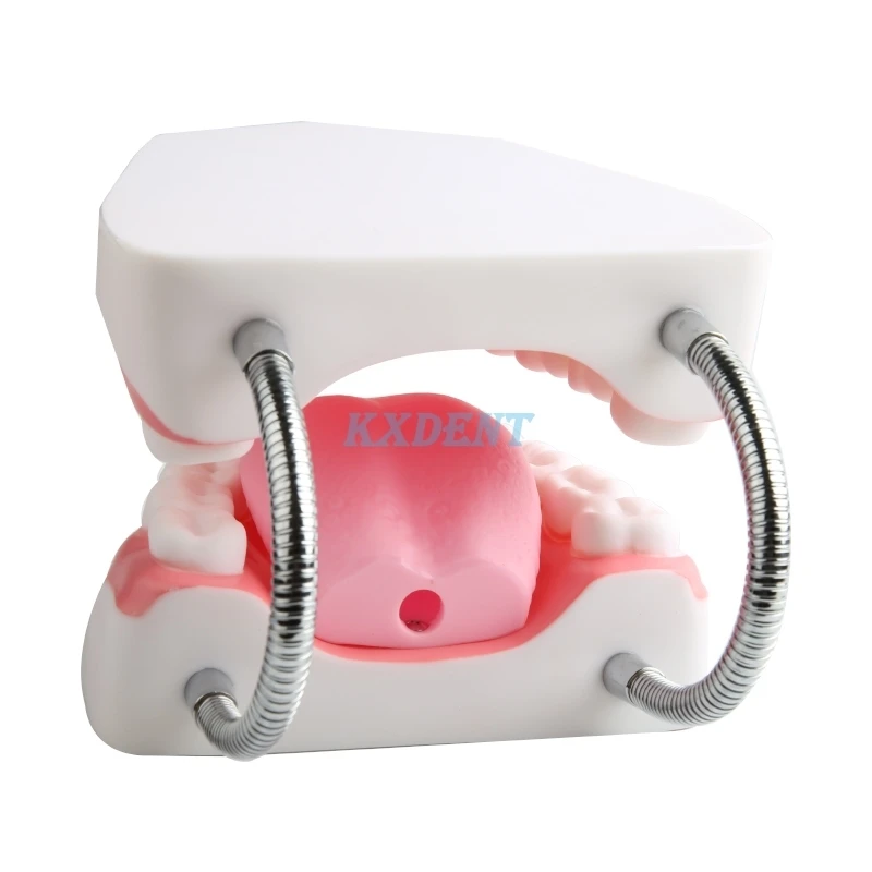 1 шт. зубная модель для взрослых 6 раз