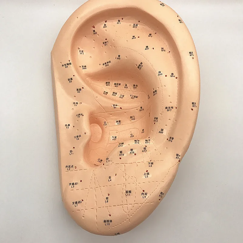 Увеличитель 40 см большой медицинский ушной массаж акупунктурная модель