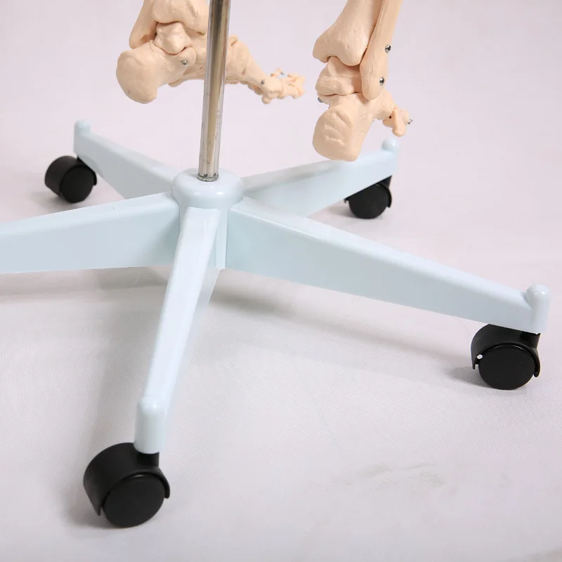 180 см Съемный скелет человека анатомический модель BIX A1001|human skeleton anatomical model|anatomical