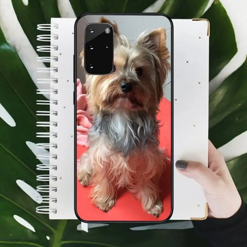 

Mini Yorkshire Terrier Dog cute animal Phone Cases For Samsung S 9 10 20 A 10 21 30 31 40 50 51 71 s note 20 j 4 2018 plus