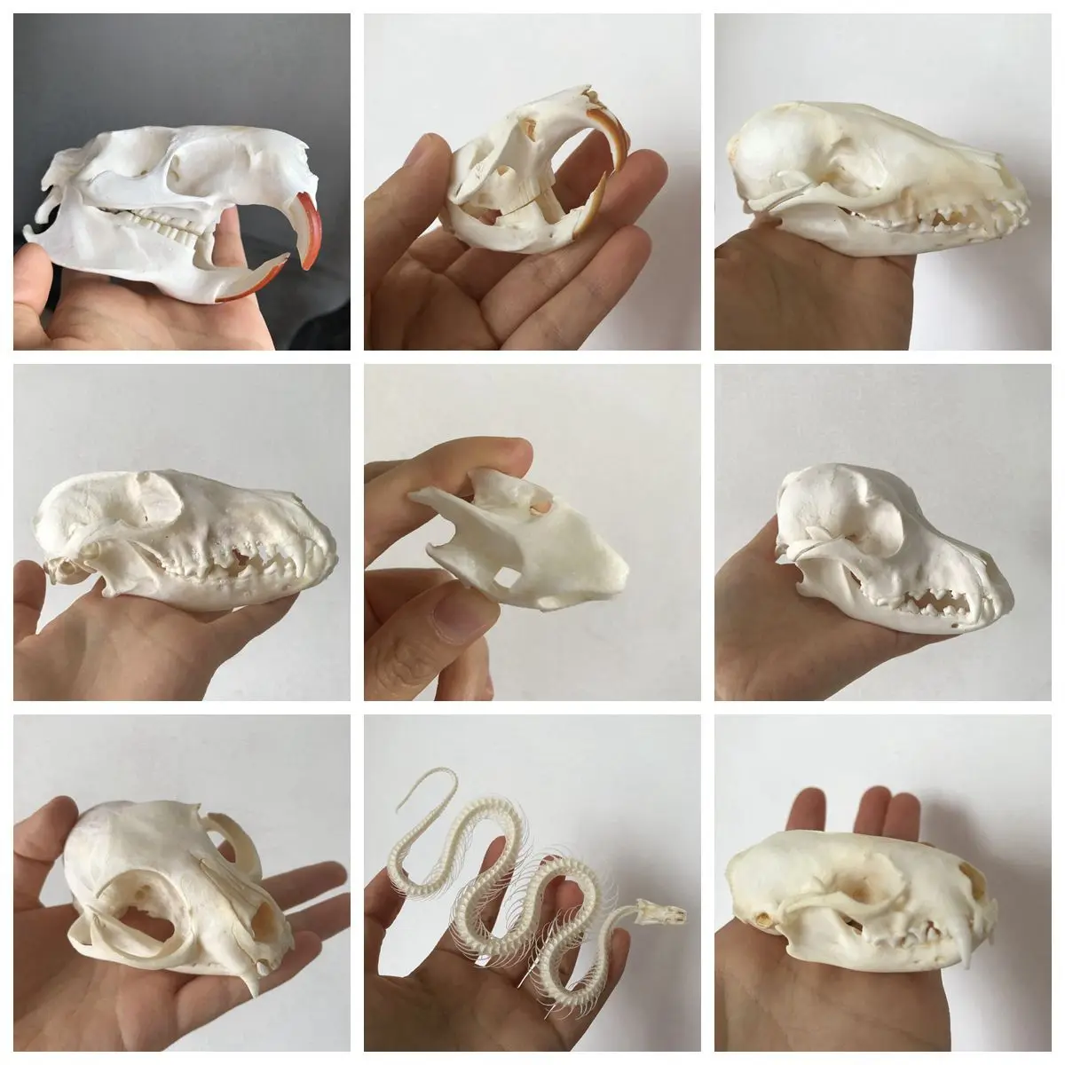

Taxidermy Real animal skull specimen Cleaned Skull collection