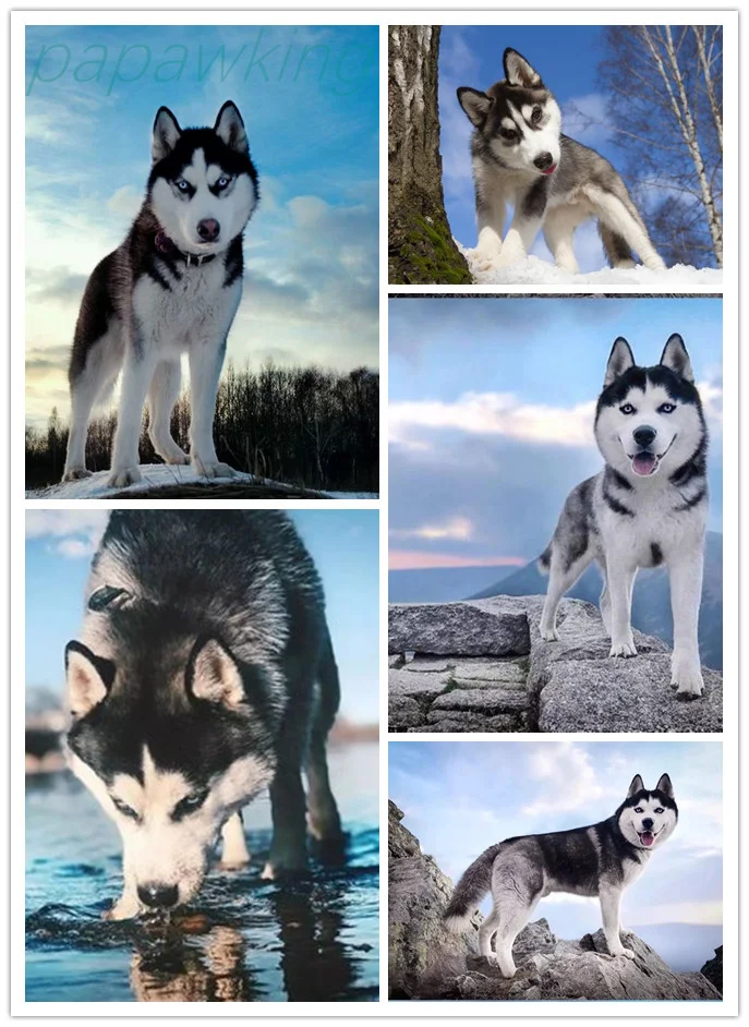 

Diy Animal Diamond Painting Full Diamond Dogs Mosaic Husky Cross Stitch Kit Art Rhinestone Embroidery Home Decoration Pictures