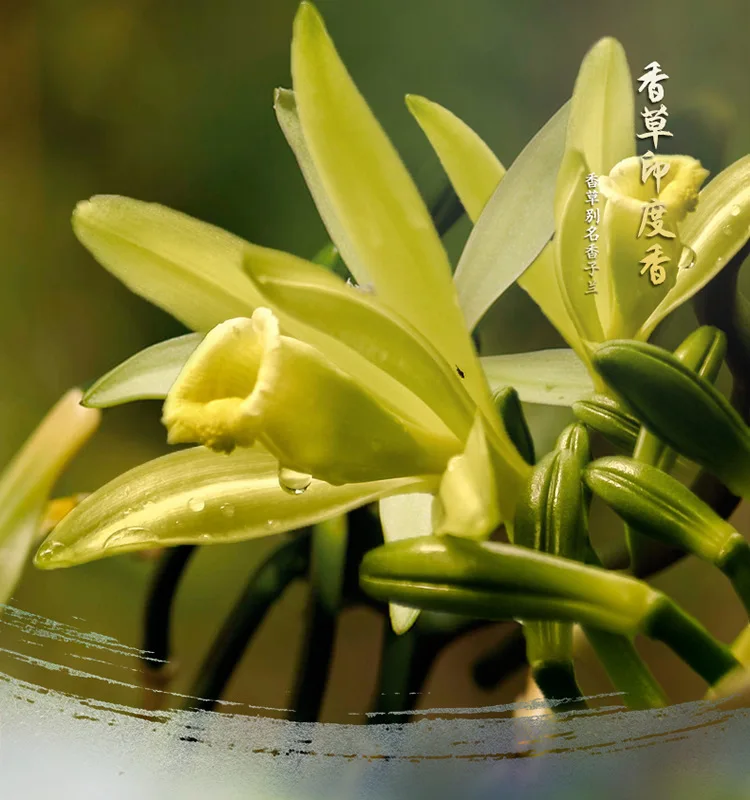 Высококачественные Ванильные бриллианты 2/6 палочки для благовоний буддийские