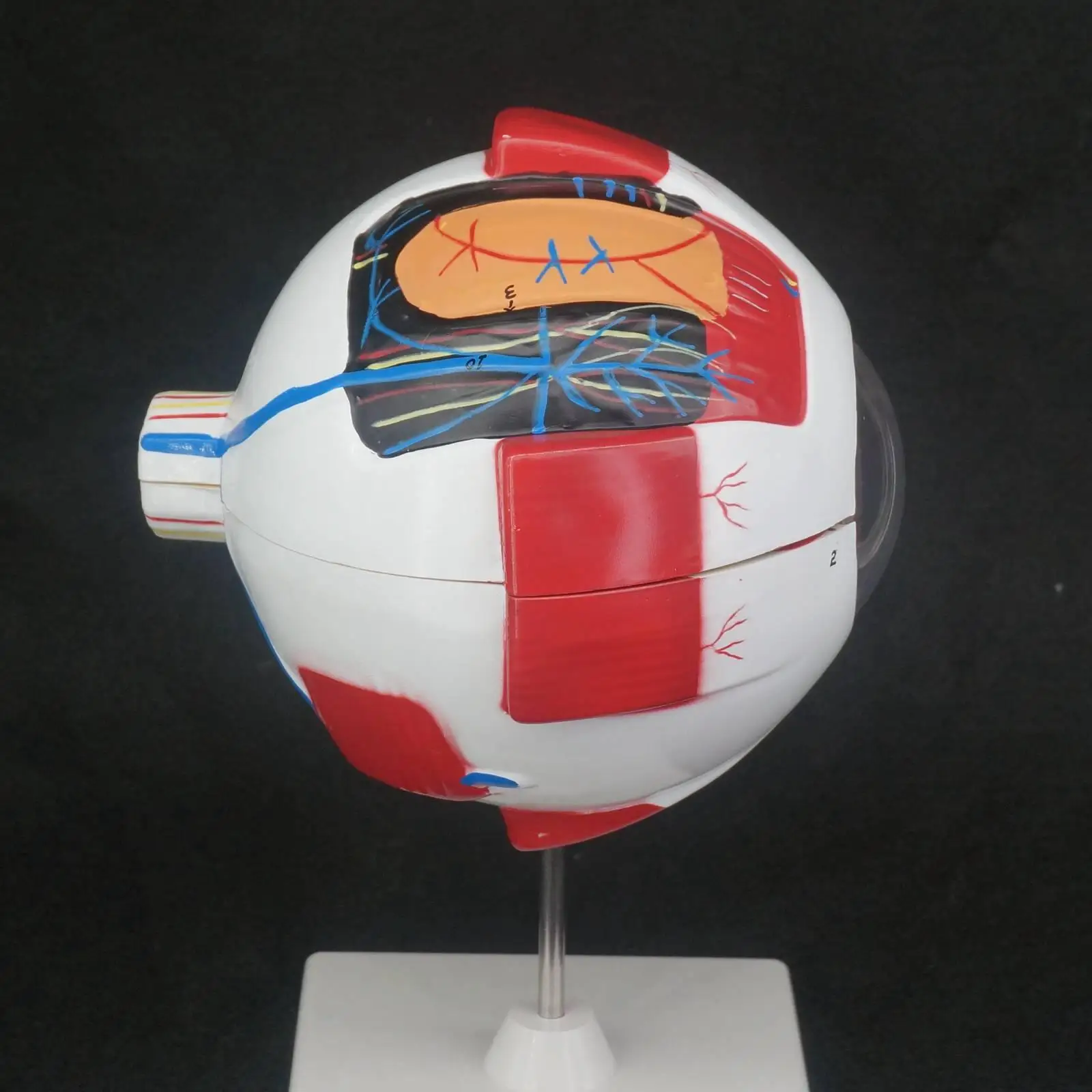 Анатомическая модель медицинский набор в натуральную величину 6 шт.