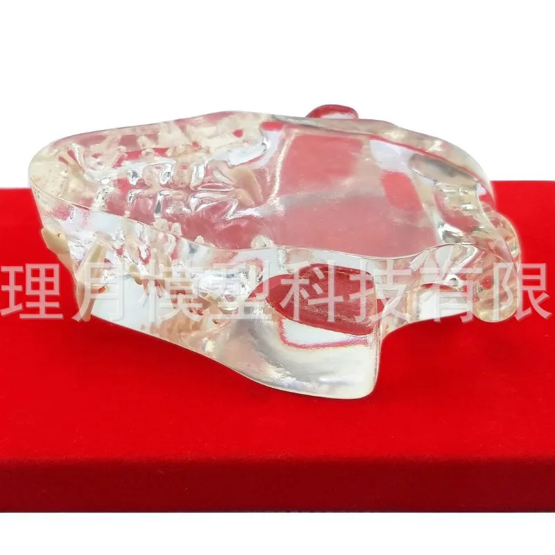 Прозрачная модель зуба кошки прозрачный зуб собаки животного фелидэ высокого