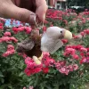 Изображение товара 0